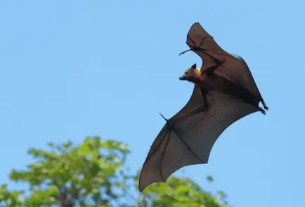 Flying fox (bat kutya - Krylgan)