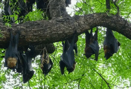 Flying fox (bat kutya - Krylgan)