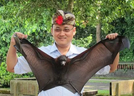 Repülő kutya, róka vagy gyümölcs bat