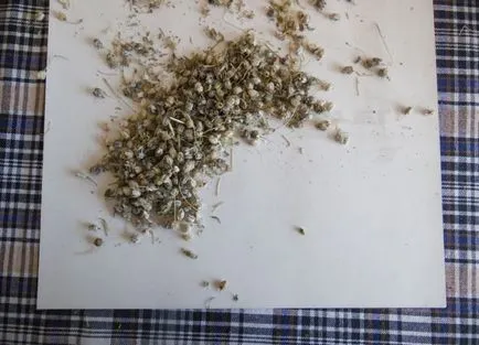 Póréhagyma - termesztés és karbantartás, ültetés, különösen (növekvő) Póréhagyma - termesztés és karbantartás, ültetés, különösen