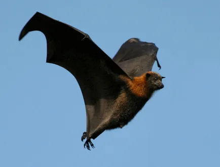 Flying fox (bat kutya - Krylgan)