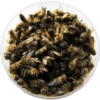 Egyedi receptek prosztatagyulladás bee Podmore