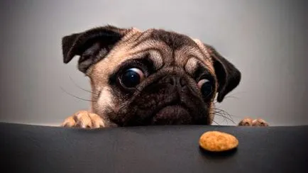 Mopsz jellemzői és gondozás karakter (mopsz) PUG különösebb karbantartást és gondozást, a természet