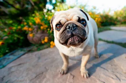 Mopsz jellemzői és gondozás karakter (karakter) PUG különösebb karbantartást és gondozást, a természet