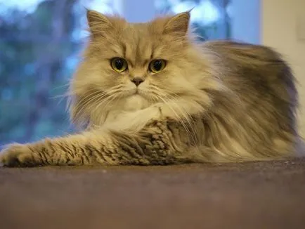 Áttekintés a perzsa macska fajta, leírása és fotó