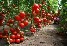 Hogyan növény paradicsom és mikor Hogyan növény paradicsom és mikor