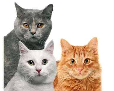 Kasztrált macska akar