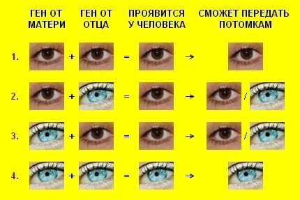 Honnan tudom, hogy a szem színe a gyermek