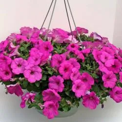 Petunia hang-Downing ültetés és gondozás, hány darab ültetni a cserépben, fotó a kertben (ültetett) Petunia hang-Downing ültetés és gondozás, hány darab ültetni a cserépben, kerti fotó