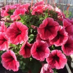 Petunia hang-Downing ültetés és gondozás, hány darab ültetni a cserépben, fotó a kertben (ellátás) Petunia hang-Downing ültetés és gondozás, hány darab ültetni a cserépben, kerti fotó