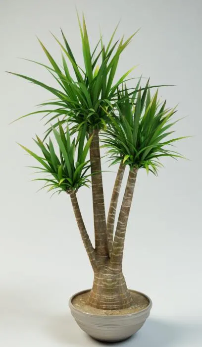 Yucca pálma termesztés és gondozás