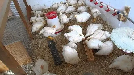 Jellemzői a broiler nevelő otthon életkor (növekvő) Jellemzői a broiler nevelő otthon kor