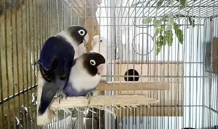 Éneklő lovebirds, lovebirds beszélni (fotó és videó)