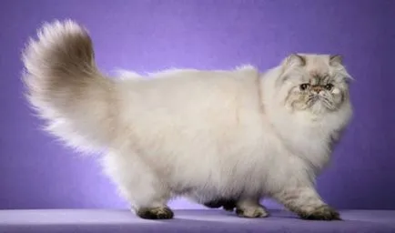 A perzsa fajta macskák (leírás és fotó) (cicák kép) A perzsa fajta macskák (leírás és fotók)