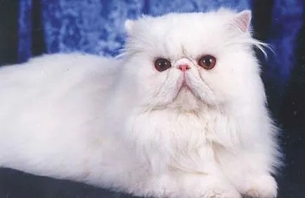 A perzsa fajta macskák (leírás és fotó) (Cats) A perzsa fajta macskák (leírás és fotók)