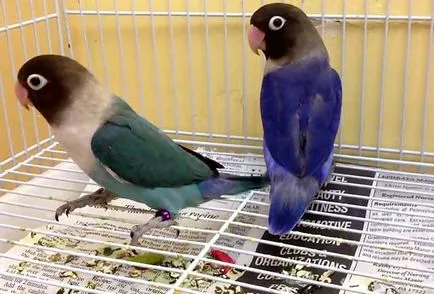 Éneklő lovebirds, lovebirds beszélni (fotó és videó)