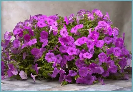 Petunia hang-Downing ültetés és gondozás, hány darab ültetni a cserépben, kerti képek (hang-Downing) Petunia hang-Downing ültetés és gondozás, hány darab ültetni a cserépben, kerti fotó