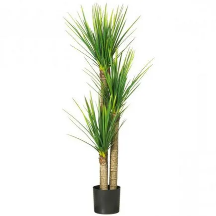 Yucca pálma termesztés és gondozás