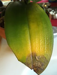 Miért levelek sárgulnak Phalaenopsis orchidea