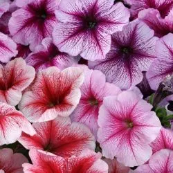 Petunia hang-Downing ültetés és gondozás, hány darab ültetni a cserépben, fotó a kertben (ültetett) Petunia hang-Downing ültetés és gondozás, hány darab ültetni a cserépben, kerti fotó