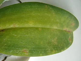 Miért levelek sárgulnak Phalaenopsis orchidea