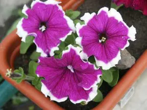 Petunia edények és ültetvényesek, hogyan kell gondoskodni a növények és magvak, valamint hogy előkészítse a talajt ültetés (petúnia edények képet ültető edény ápolás) Petunia edények és ültetvényesek, hogyan kell gondoskodni a növények és magvak, valamint hogy előkészítse a talajt, ültetés