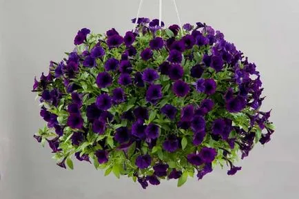 Petunia hang-Downing ültetés és gondozás, hány darab ültetni a cserépben, fotó a kertben (ellátás) Petunia hang-Downing ültetés és gondozás, hány darab ültetni a cserépben, kerti fotó
