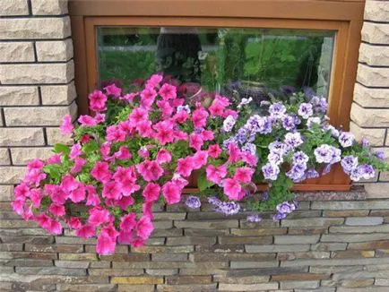 Petunia edények és ültetvényesek, hogyan kell gondoskodni a növények és magvak, valamint hogy előkészítse a talajt ültetés (petúnia edények képet ültető edény ápolás) Petunia edények és ültetvényesek, hogyan kell gondoskodni a növények és magvak, valamint hogy előkészítse a talajt, ültetés