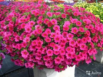 Cserepes Petunia edények és hogyan kell gondoskodni a növény, és hogy előkészítse a magokat és a talaj ültetés (petúnia) Petunia edények és ültetvényesek, hogyan kell gondoskodni a növények és magvak, valamint hogy előkészítse a talajt, ültetés