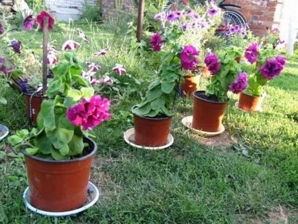 Cserepes Petunia edények és hogyan kell gondoskodni a növény, és hogy előkészítse a magokat és a talaj ültetés (edények) Petunia edények és ültetvényesek, hogyan kell gondoskodni a növények és magvak, valamint hogy előkészítse a talajt, ültetés