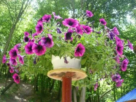 Cserepes Petunia edények és hogyan kell gondoskodni a növény, és hogy előkészítse a magokat és a talaj ültetés (petúnia) Petunia edények és ültetvényesek, hogyan kell gondoskodni a növények és magvak, valamint hogy előkészítse a talajt, ültetés