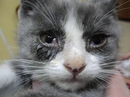Miért cica kelés szemét