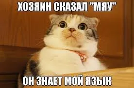 Vicces képek állatokról macskák (65 fotó) - vicces kép és humor