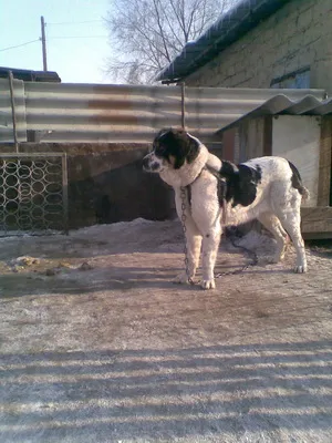 Breed Dog közép-ázsiai juhászkutya Alabai fotók, videó és egy leírást a fajta standard, a természet kutyák