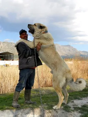 Breed Dog közép-ázsiai juhászkutya Alabai fotók, videó és egy leírást a fajta standard, a természet kutyák