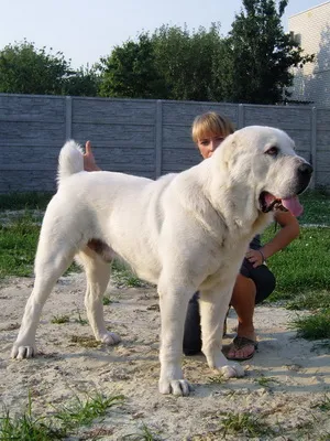 Breed Dog közép-ázsiai juhászkutya Alabai fotók, videó és egy leírást a fajta standard, a természet kutyák