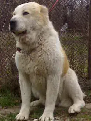 Breed Dog közép-ázsiai juhászkutya Alabai fotók, videó és egy leírást a fajta standard, a természet kutyák