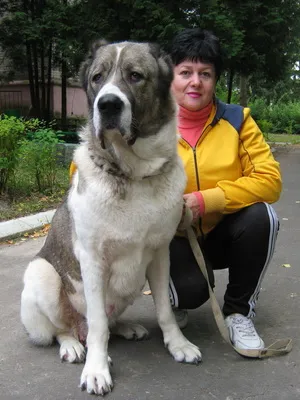 Breed Dog közép-ázsiai juhászkutya Alabai fotók, videó és egy leírást a fajta standard, a természet kutyák