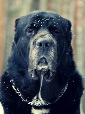 Breed Dog közép-ázsiai juhászkutya Alabai fotók, videó és egy leírást a fajta standard, a természet kutyák