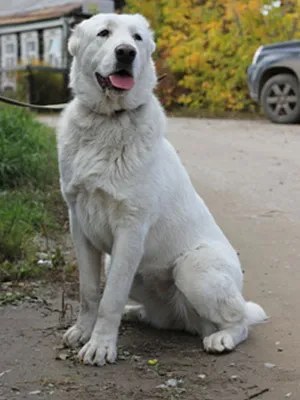 Breed Dog közép-ázsiai juhászkutya Alabai fotók, videó és egy leírást a fajta standard, a természet kutyák