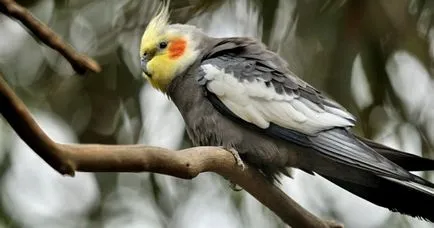 Parrot cockatiel - gondozás és karbantartás, hogyan kell tanulni beszélni (a papagáj) Parrot cockatiel - gondozás és karbantartás, hogyan kell tanulni, hogy beszéljen