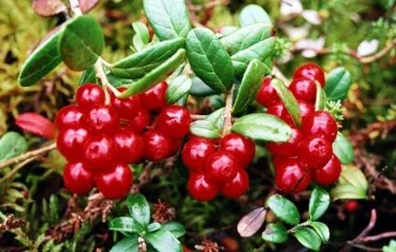 Hasznos tulajdonságai áfonya, ellenjavallatok, és terápiás tulajdonságokkal,