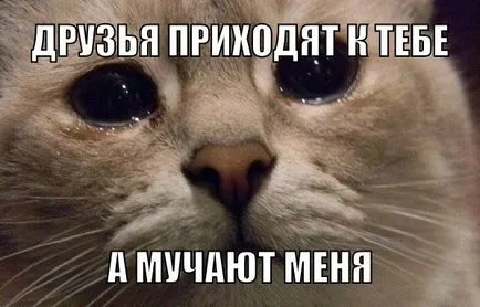 Vicces képek állatokról macskák (65 fotó) - vicces kép és humor