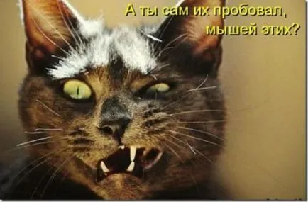 Vicces képek állatokról macskák (65 fotó) - vicces kép és humor