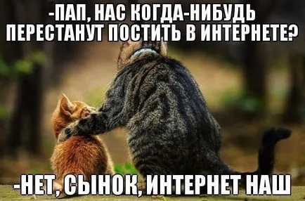 Vicces képek állatokról macskák (65 fotó) - vicces kép és humor