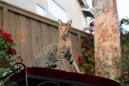 Cat szül tigris és leopárd szín, a helyszínen „bögre” (leopárd) Cat szül tigris és leopárd szín, a helyszínen „bögre”