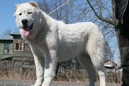Breed Dog közép-ázsiai juhászkutya Alabai fotók, videó és egy leírást a fajta standard, a természet kutyák