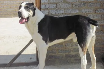 Breed Dog közép-ázsiai juhászkutya Alabai fotók, videó és egy leírást a fajta standard, a természet kutyák