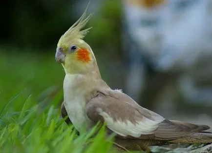 Parrot cockatiel - gondozás és karbantartás, hogyan kell tanulni beszélni (cockatiel) Parrot cockatiel - gondozás és karbantartás, hogyan kell tanulni, hogy beszéljen