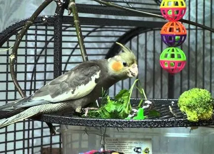 Parrot cockatiel - gondozás és karbantartás, hogyan kell tanulni beszélni (ellátás) Parrot cockatiel - gondozás és karbantartás, hogyan kell tanulni, hogy beszéljen